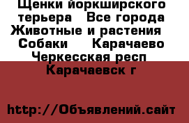Щенки йоркширского терьера - Все города Животные и растения » Собаки   . Карачаево-Черкесская респ.,Карачаевск г.